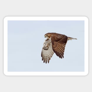 Red-tailed Hawk Sticker